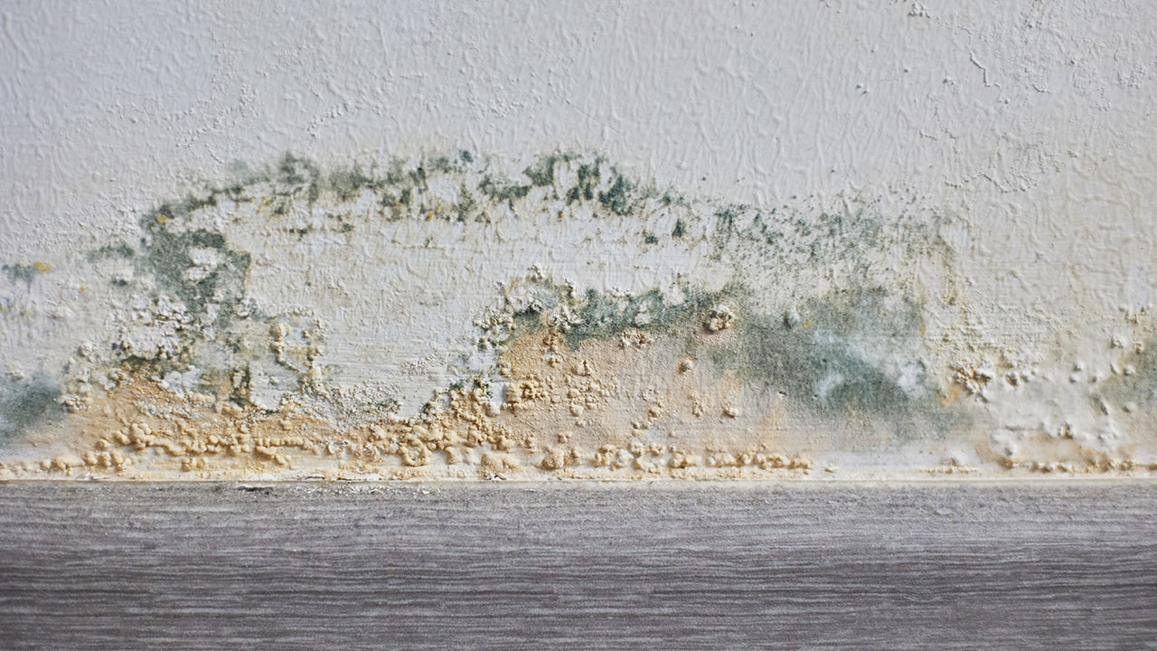 Pared con moho por humedad ascensional